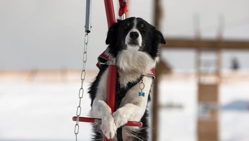 Buster the Avalanche Alert Dog