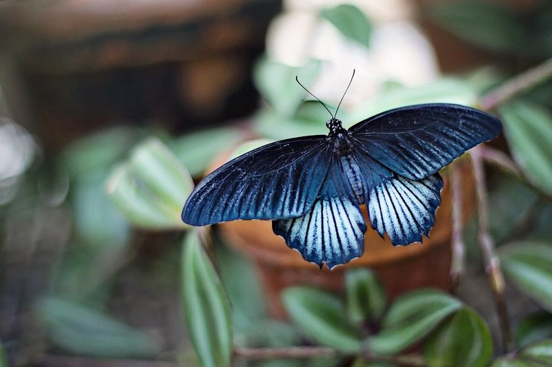 Butterfly Wing-Inspired Display Screens