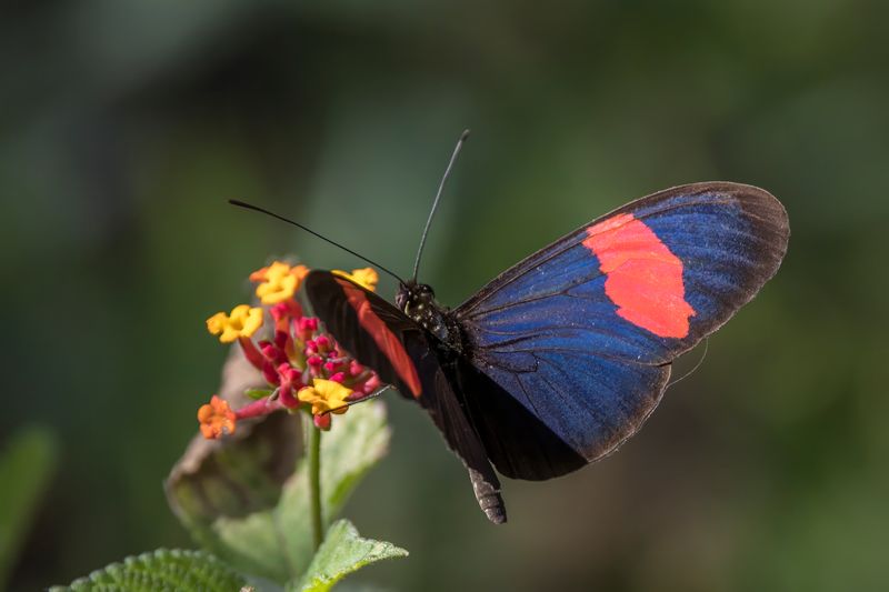 Butterfly's Ultraviolet Vision