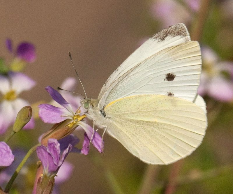 Cabbage White