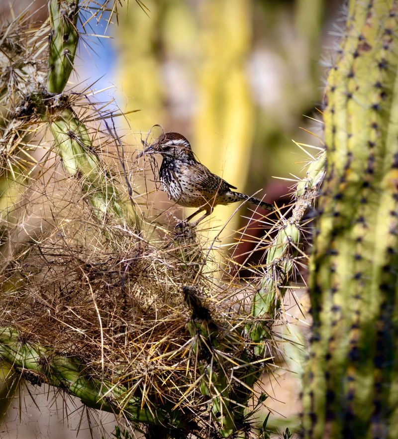 Cactus Wren's Nest Building