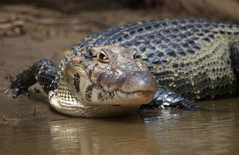 Caiman