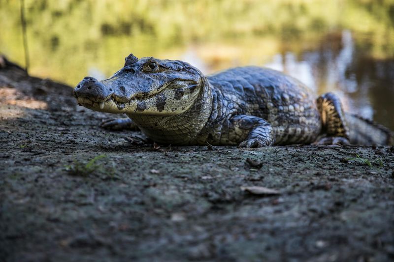 Caiman