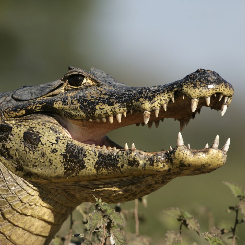 Caiman