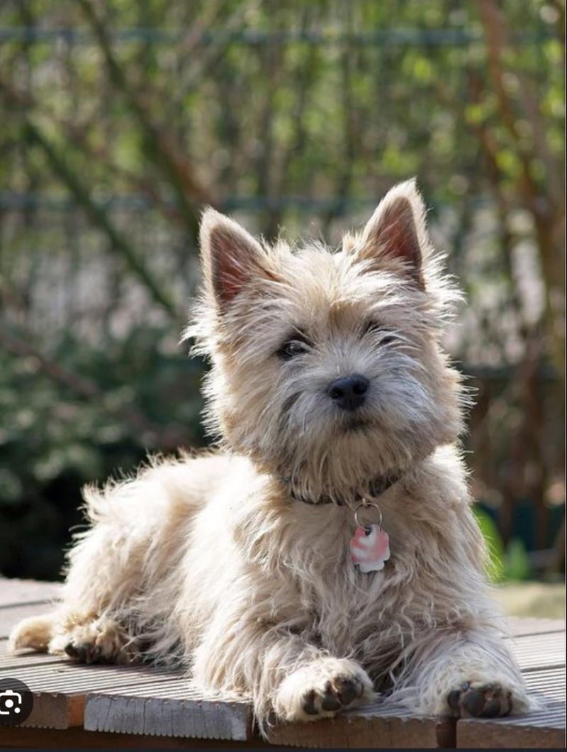 Cairn Terrier