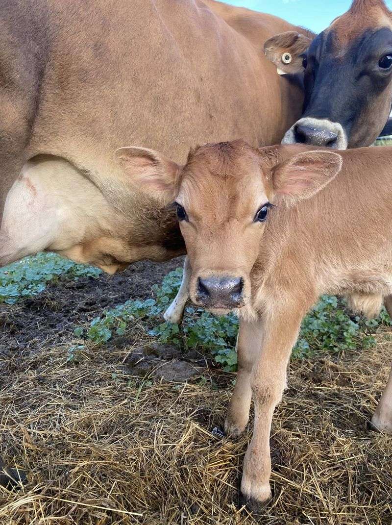 Calf