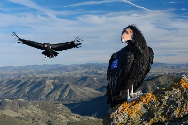 California Condor