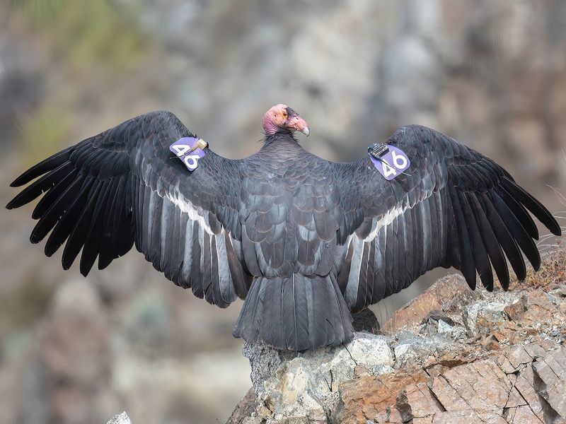 California Condor