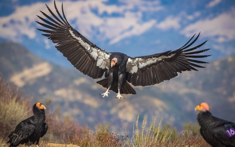 California Condor