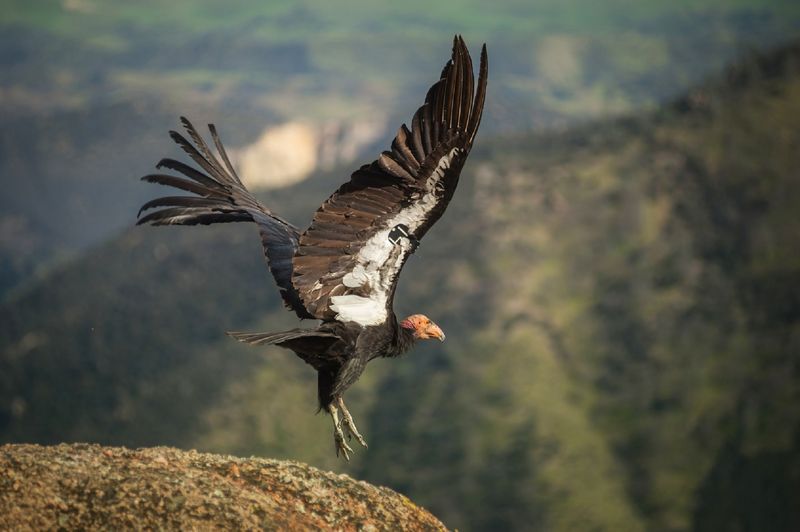 California Condor