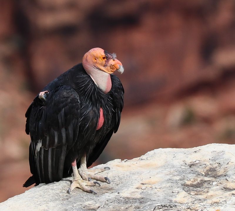 California Condor