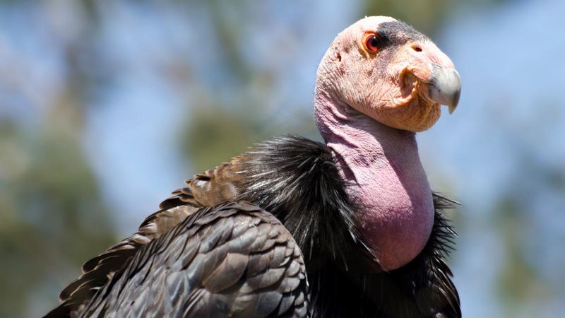 California Condor