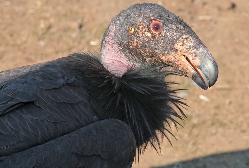 California Condor