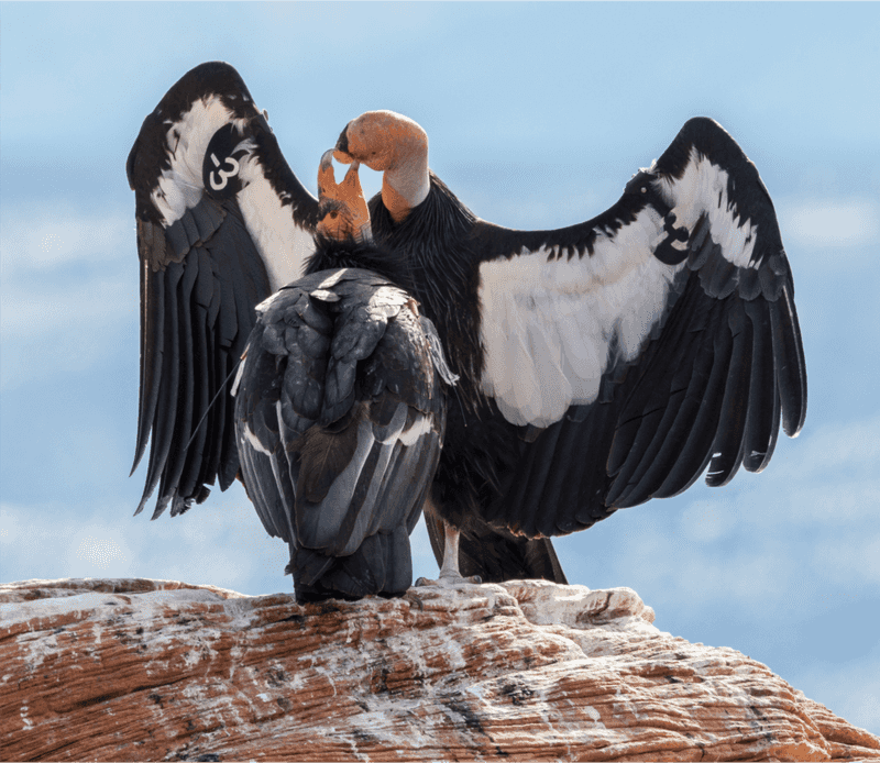 California Condor