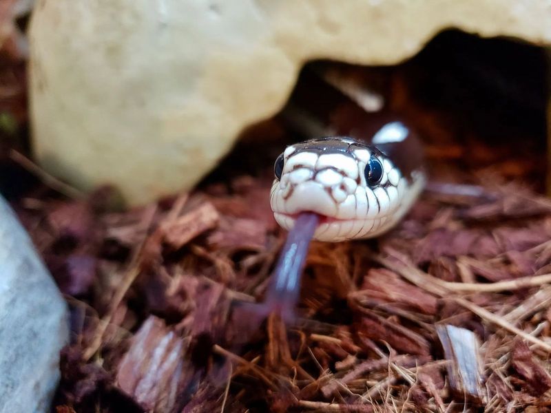 California Kingsnake