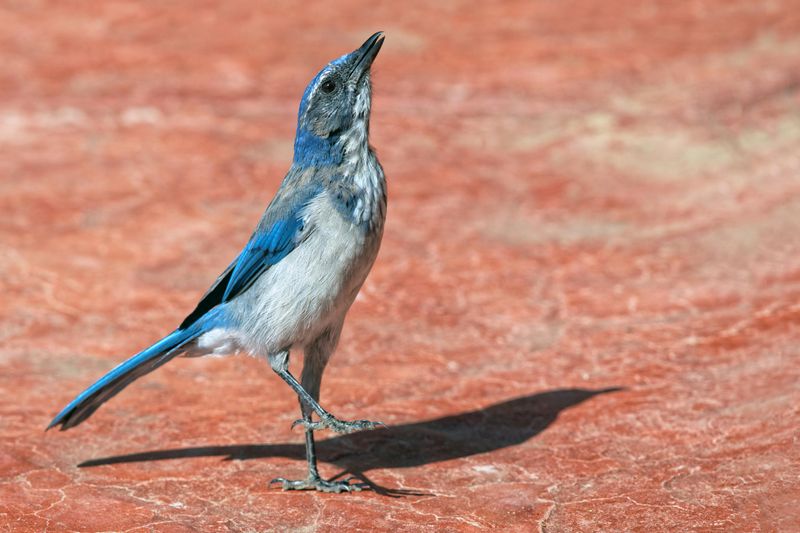 California Scrub-Jay