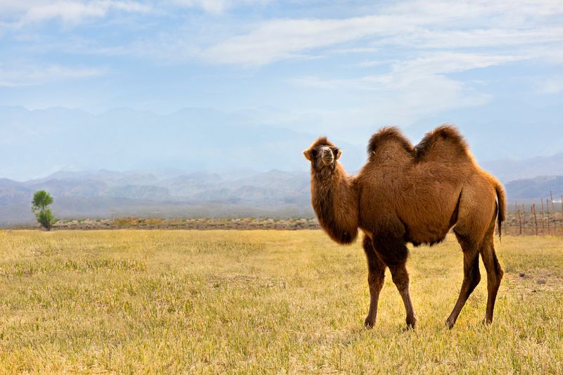 Camel's Hump