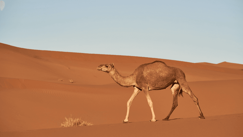 Camel