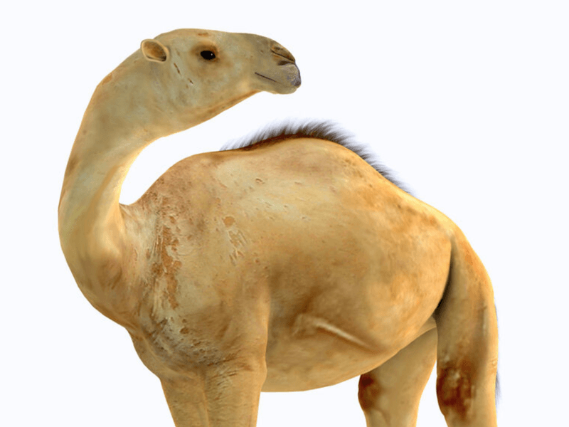 Camelops