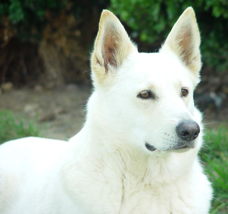 Canaan Dog