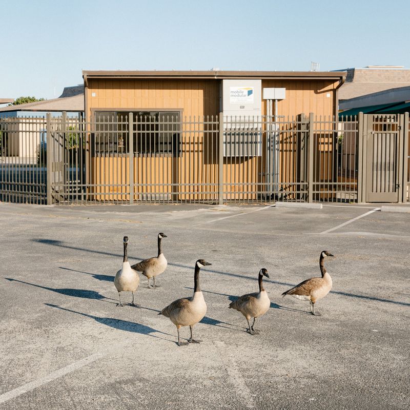 Canada Geese