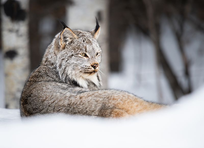 Canada Lynx