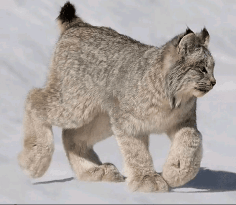 Canada Lynx