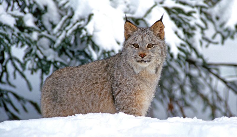 Canada Lynx