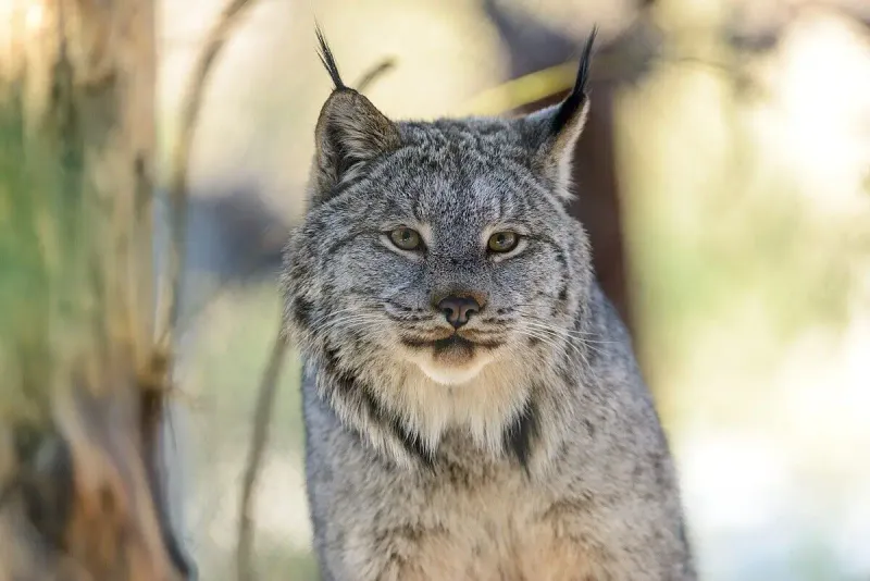 Canada Lynx