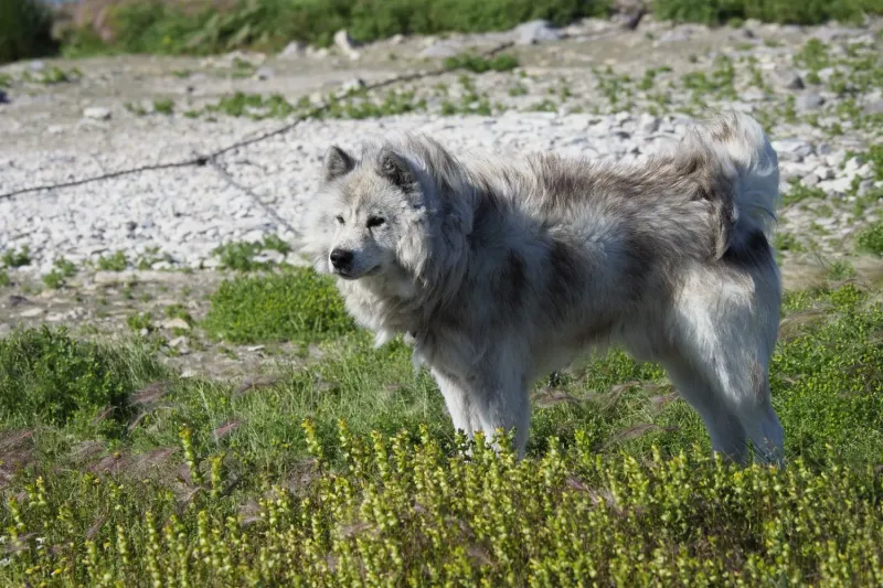 Canadian Eskimo Dog