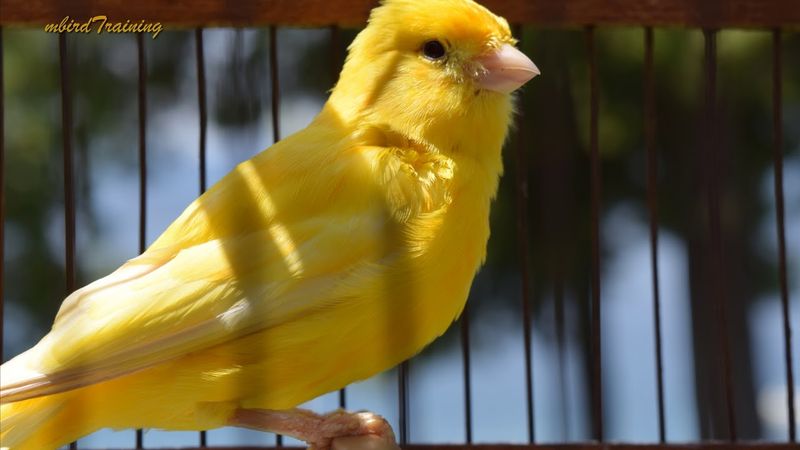 Canary
