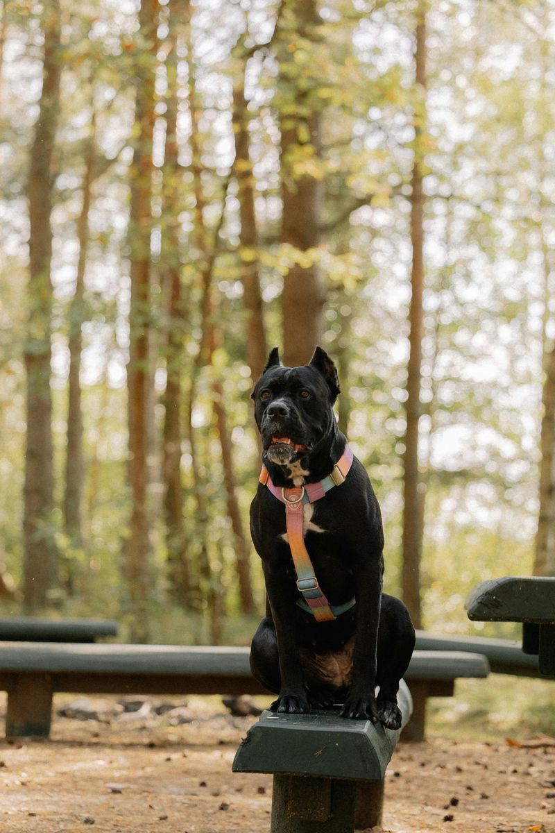 Cane Corso