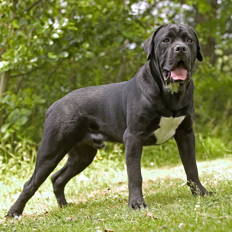 Cane Corso