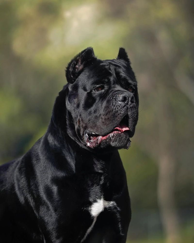 Cane Corso