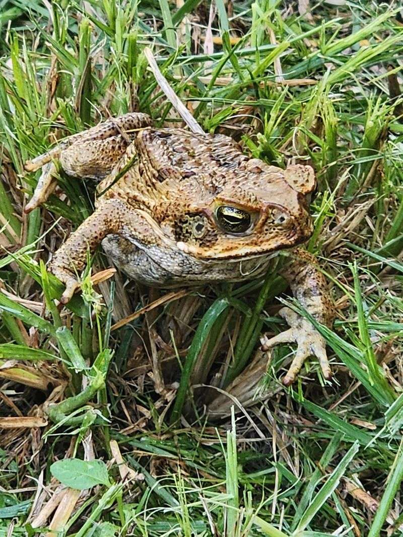 Cane Toad