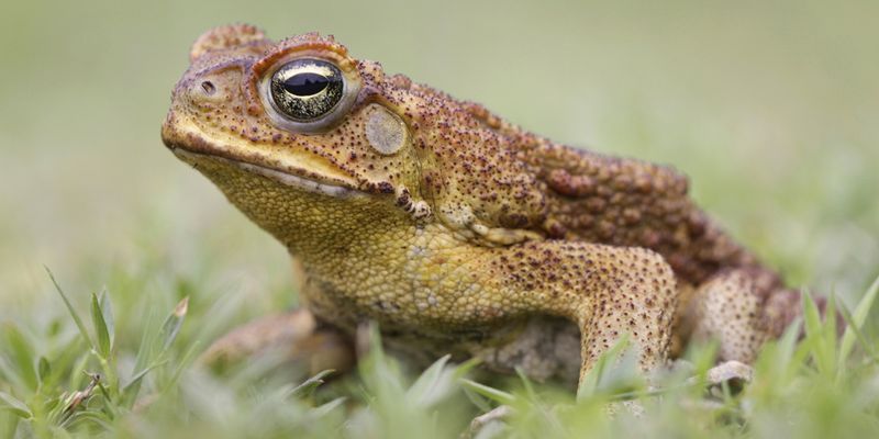 Cane Toad