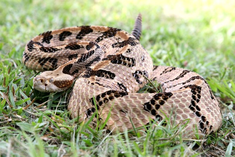 Canebrake Rattlesnake