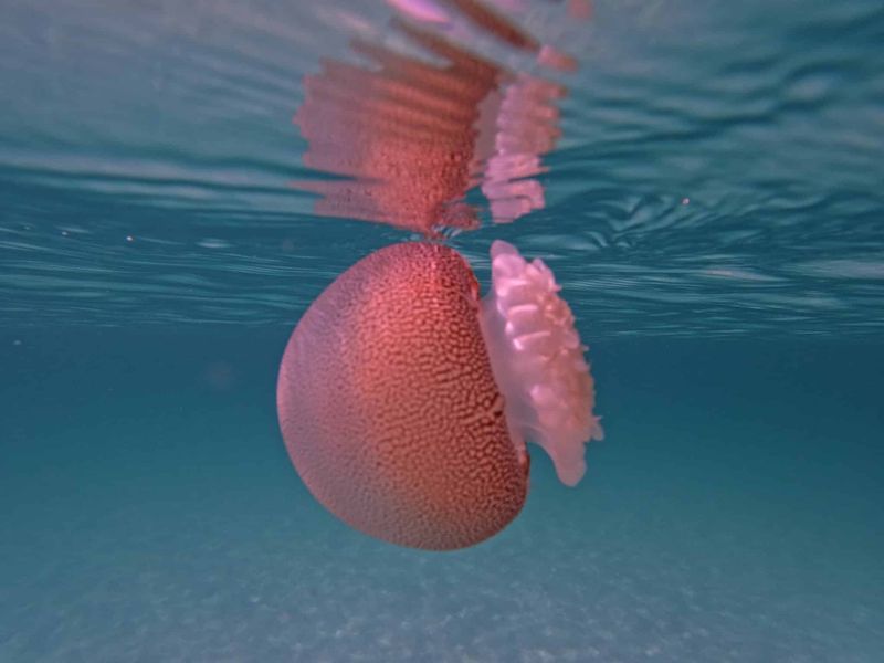 Cannonball Jellyfish