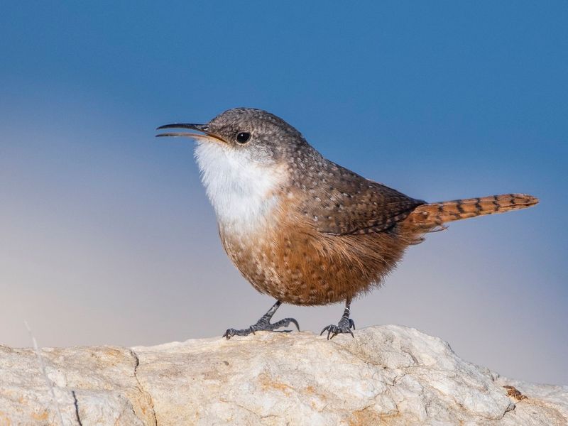 Canyon Wren