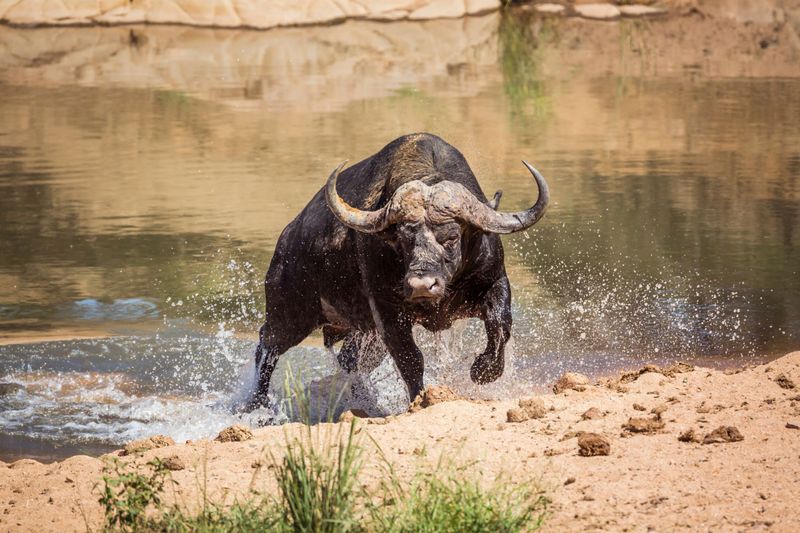 Cape Buffalo