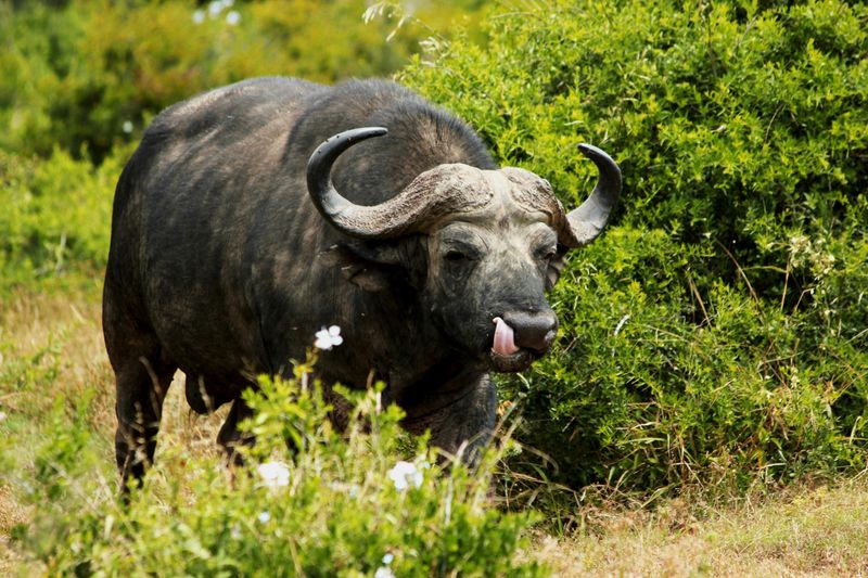 Cape Buffalo