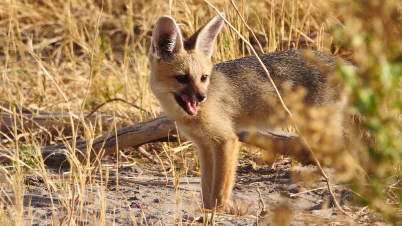 Cape Fox