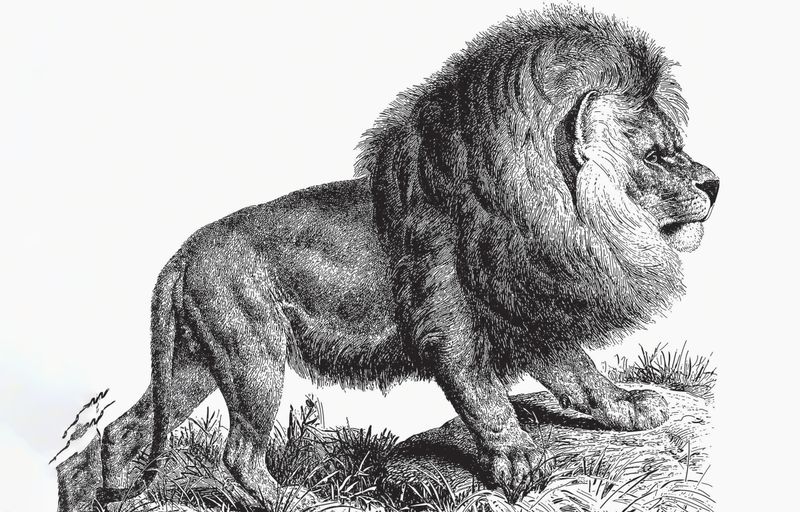 Cape Lion