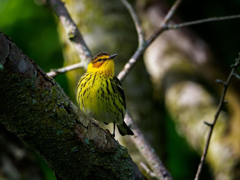 Cape May Warbler