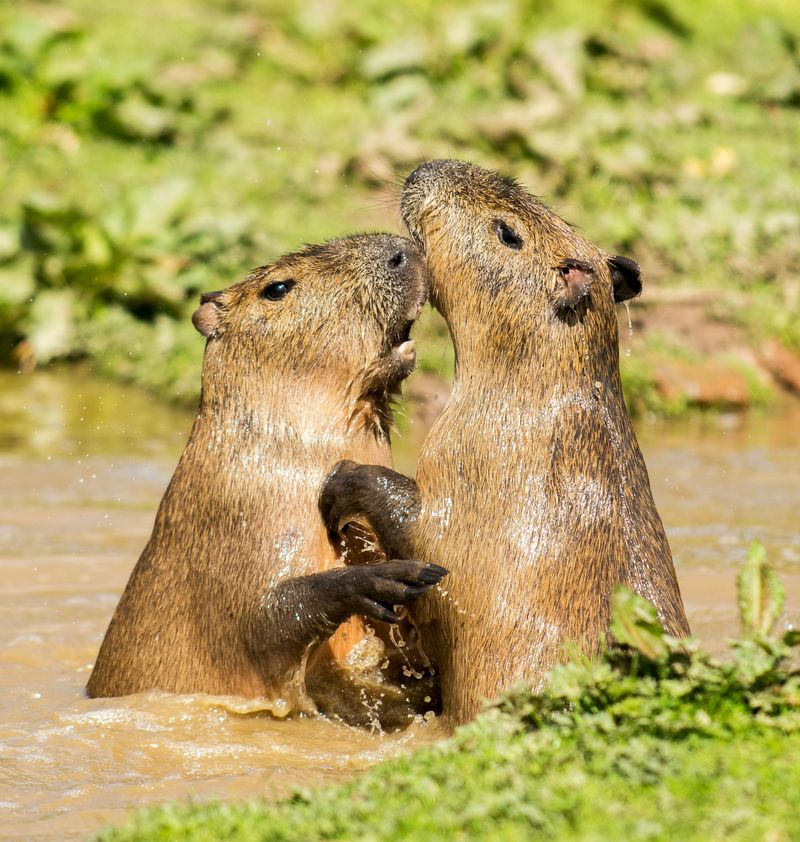 Capybara