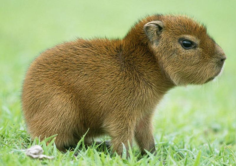 Capybara