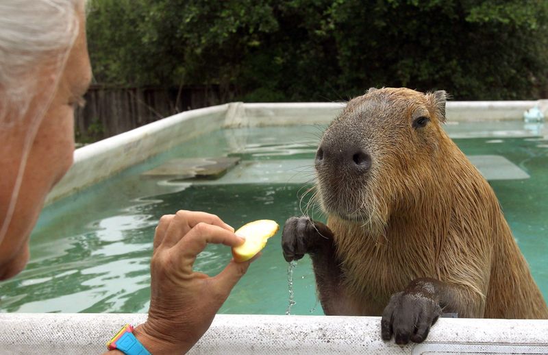 Capybara