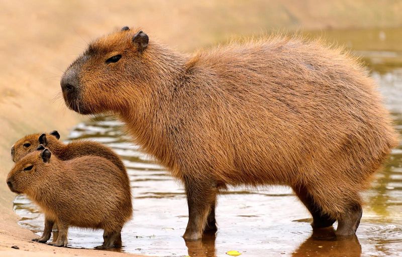 Capybara