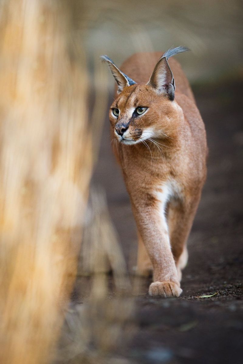 Caracal