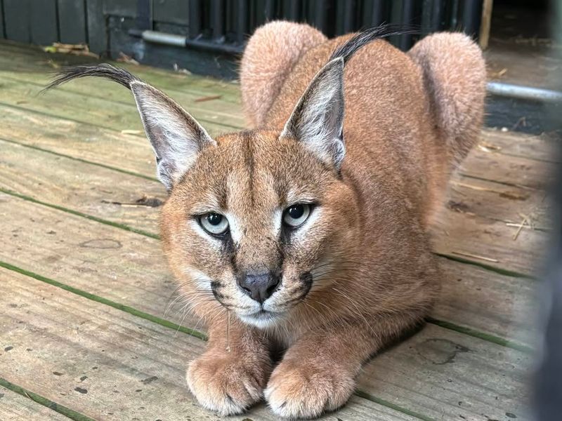 Caracal